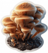 Hongos Deuteromycetes 02