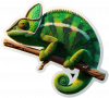 Camaleón Yemení (Chamaeleo calyptratus) 01