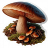 Hongos Basidiomicetos 01