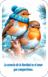 Robin con frio 01F