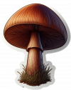 Hongos Basidiomicetos 04