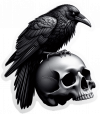 Craneo y Cuervo