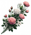 Rosas Rosadas y Blancas