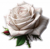 Rosa Blanca