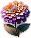 Zinnia