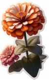 Zinnia