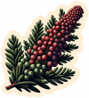 Enebro