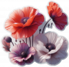 Amapola