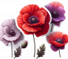 Amapolas