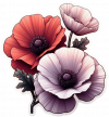 Amapola