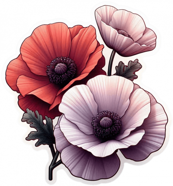 Amapola