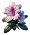 Azalea