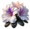 Azalea