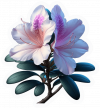 Azalea