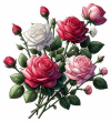 Rosas Blancas, Rojas, Rosadas