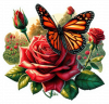 Rosa Roja y Mariposa Monarca