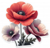 Amapola