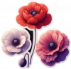 Amapola
