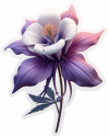 Colorado Columbine