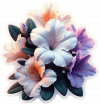 Azalea