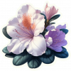 Azalea