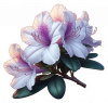 Azalea