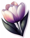 Tulipan