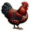 Gallina plymouth