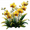 Orquideas Amarillas