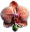 Orquidea Phaleanopsis