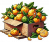 Bergamota