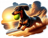 Dachshund en Playa