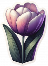 Tulipan