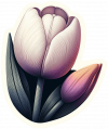 Tulipan