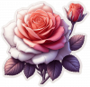 Rosa Rosada
