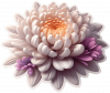 Flores Crisantemo 03