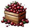Cranberry 02