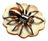 Araña Lobo 03