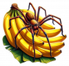 Araña Bananera 03