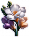Freesia 01