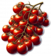 Tomate 03