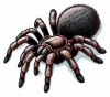Tarantula03