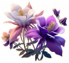 Colorado Columbine 07