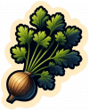Cilantro 04