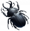 Escarabajo03