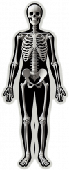 Esqueleto Humano01