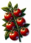 Tomate 05