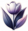 Tulipan 02