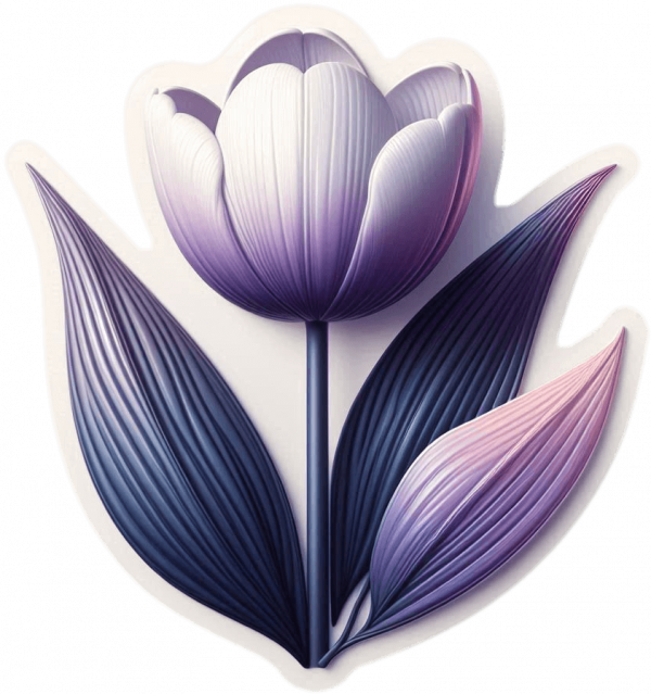 Tulipan 02