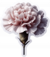 Clavel 01